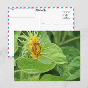 Bee pollinerar solros vykort