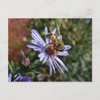 Bee Poscard Vykort