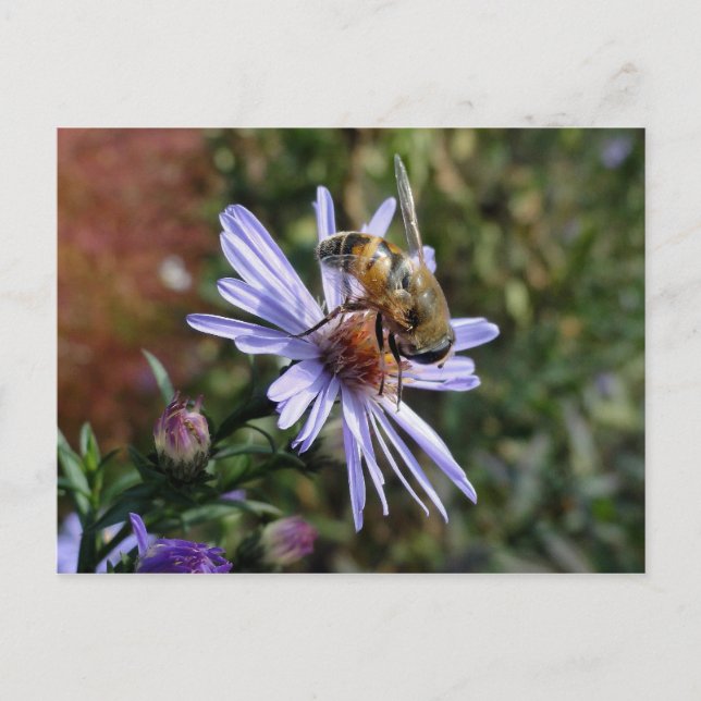 Bee Poscard Vykort (Framsida)