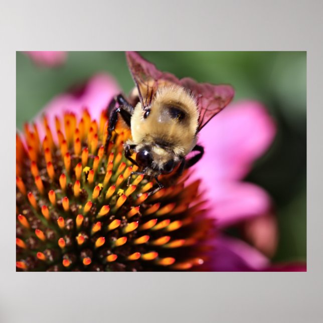 Bee Poster (Framsidan)