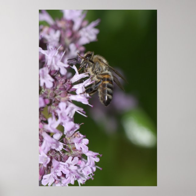 Bee Poster (Framsidan)