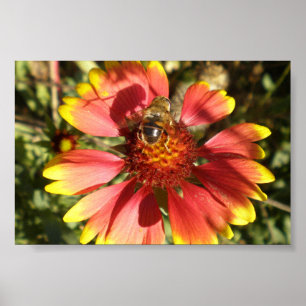 Bee sitta på en blomgaillardia-kärna poster