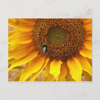 Bee Sunny Vykort