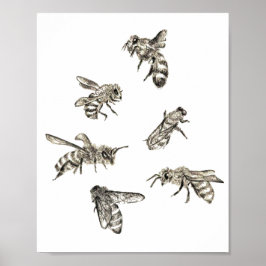 Bee Teckning Poster