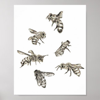 Bee Teckning Poster