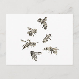 Bee Teckning Vykort