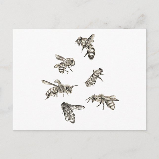 Bee Teckning Vykort (Framsida)