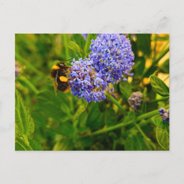 Bee Vykort (Framsida)
