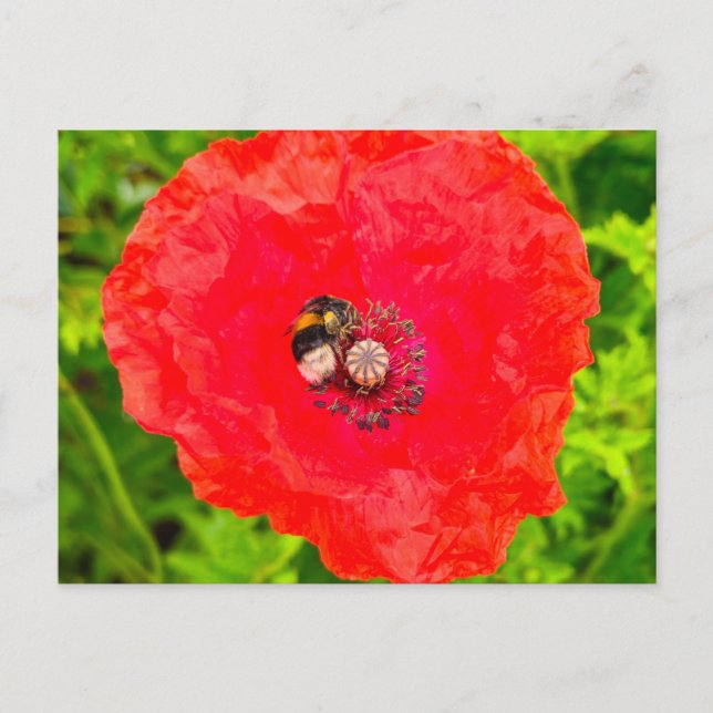 Bee Vykort (Framsida)