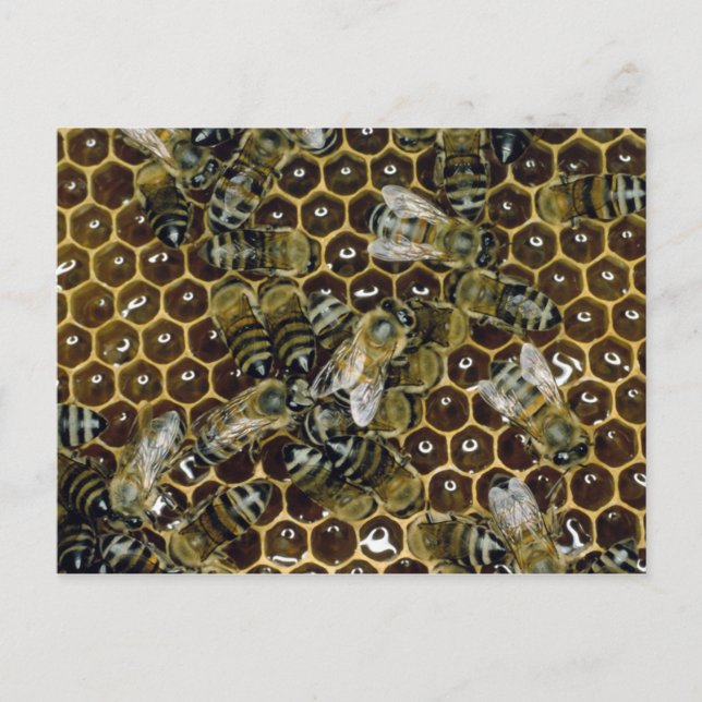 Bee Vykort (Framsida)
