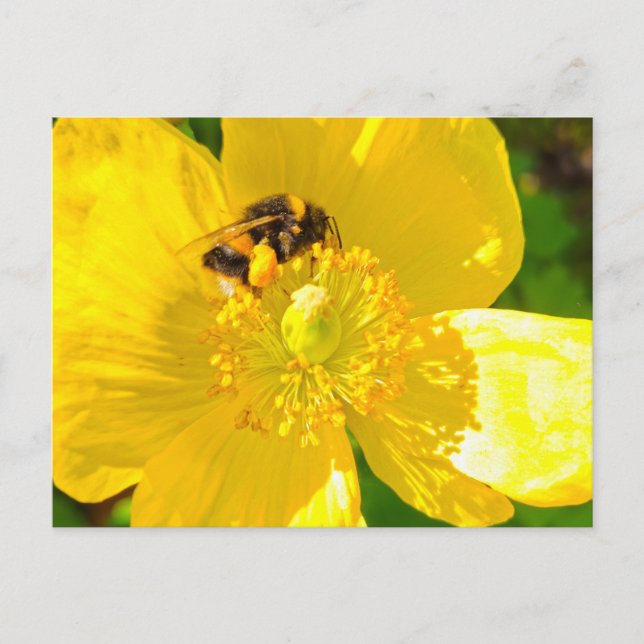 Bee Vykort (Framsida)