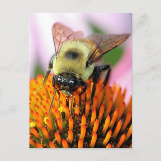 Bee Vykort (Framsida)
