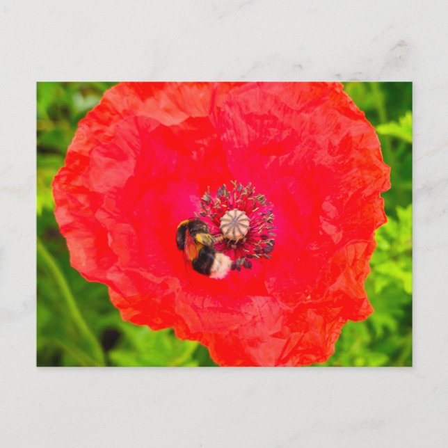 Bee Vykort (Framsida)