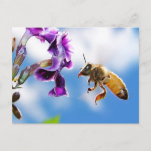 Bee Vykort