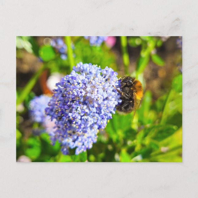 Bee Vykort (Framsida)