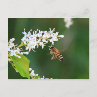 Bee Vykort