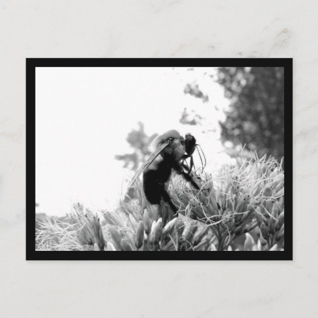 Bee Vykort (Framsida)