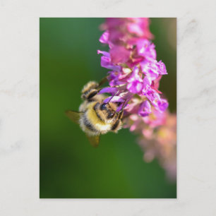 Bee Vykort