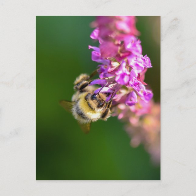 Bee Vykort (Framsida)