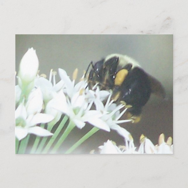Bee Vykort (Framsida)