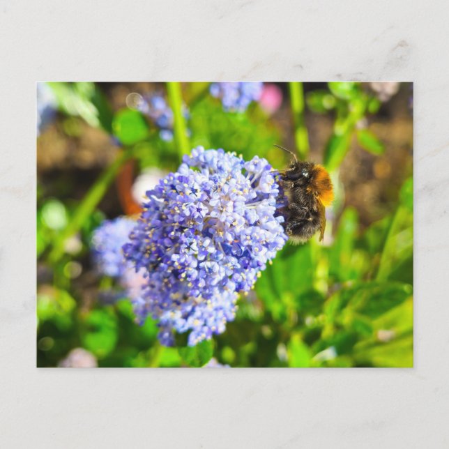 Bee Vykort (Framsida)