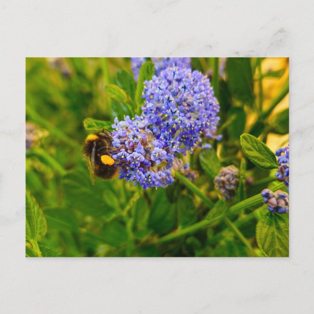 Bee Vykort (Framsida)