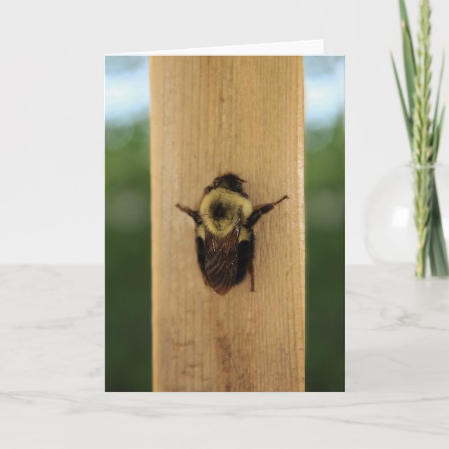 Bee-zilla Kort (Framsida)