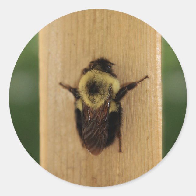 Bee-zilla Runt Klistermärke (Framsida)