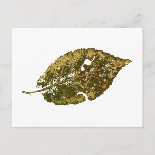 "Beech #2"-vykort för Land-vägar Vykort (Framsida)