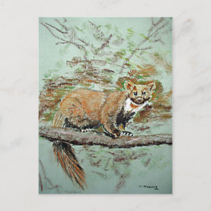 Beech marten vykort
