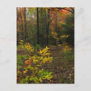 Beech Skogen Vykort