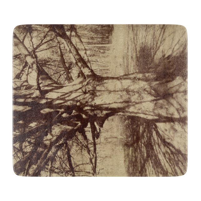 Beech Träd (av Eugène Atget) (Framsidan)