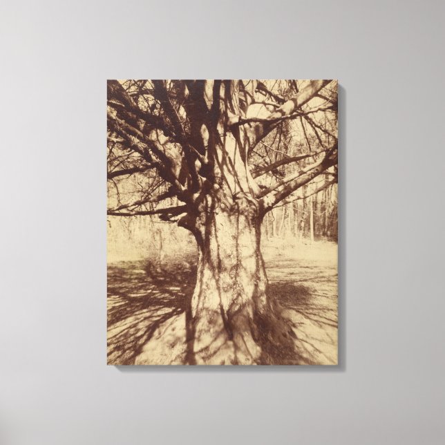 Beech Träd (av Eugène Atget) Canvastryck (Framsida)