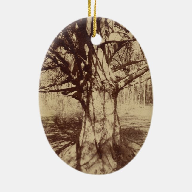Beech Träd (av Eugène Atget) Julgransprydnad Keramik (Baksidan)