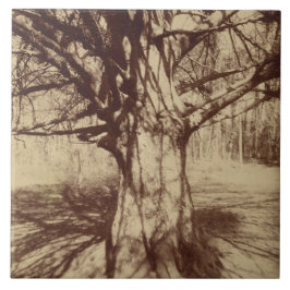 Beech Träd (av Eugène Atget) Kakelplatta
