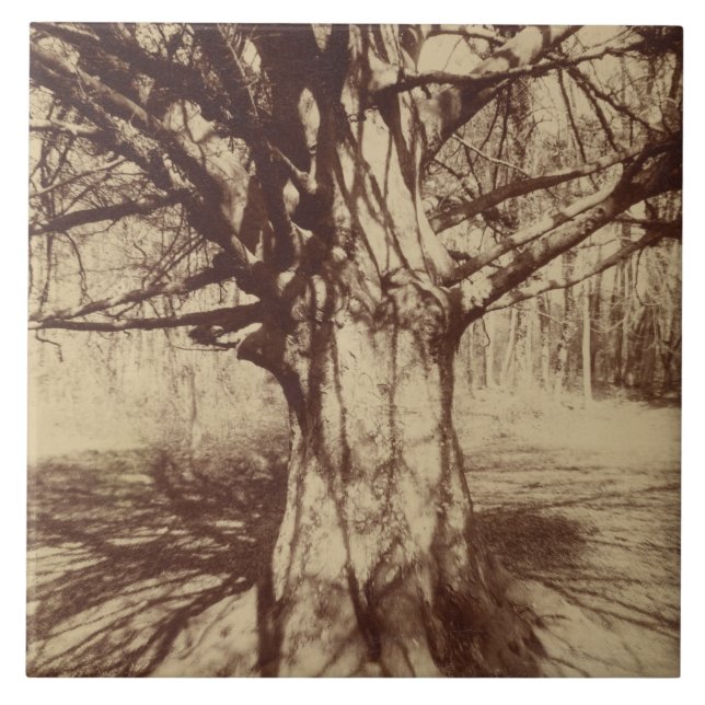 Beech Träd (av Eugène Atget) Kakelplatta (Framsidan)