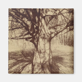 Beech Träd (av Eugène Atget) Magnet