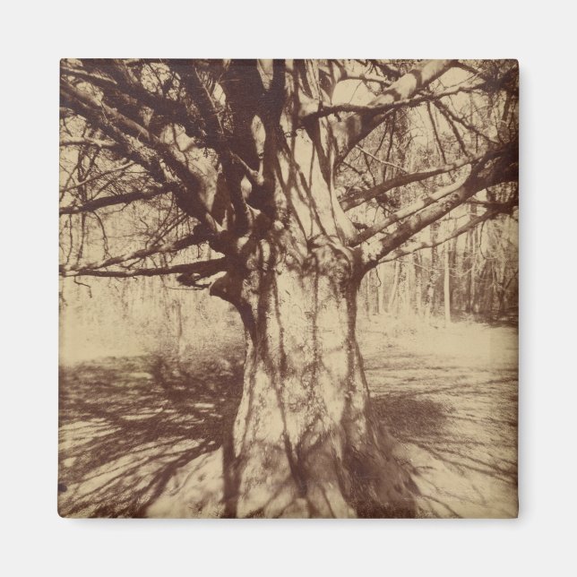 Beech Träd (av Eugène Atget) Magnet (Framsidan)