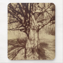 Beech Träd (av Eugène Atget)