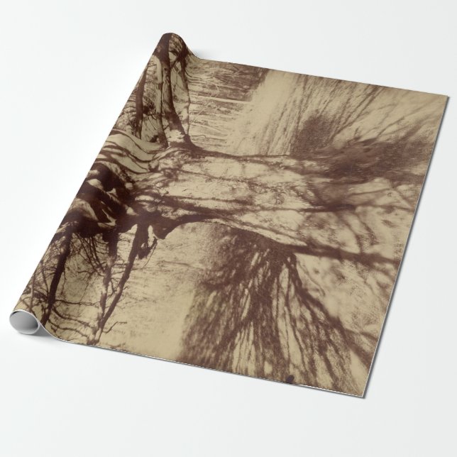Beech Träd (av Eugène Atget) Presentpapper (Utrullad)
