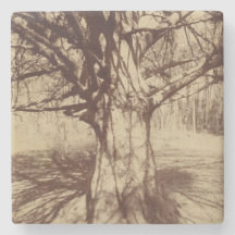 Beech Träd (av Eugène Atget)