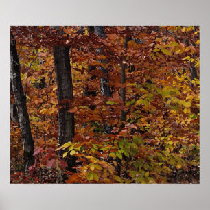 Beech Träd Forest Poster