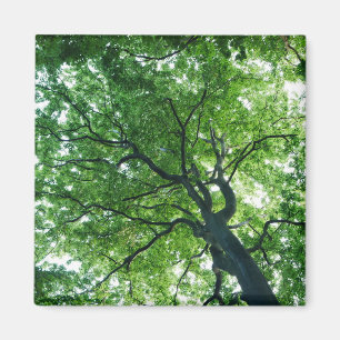 Beech Träd Magnet