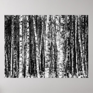Beech Träd, vit och träkol Grått / Grått Poster