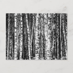 Beech Träd, vit och träkol Grått / Grått Vykort