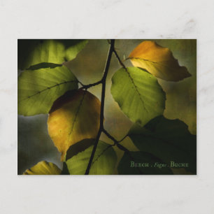 Beech-vykort Vykort