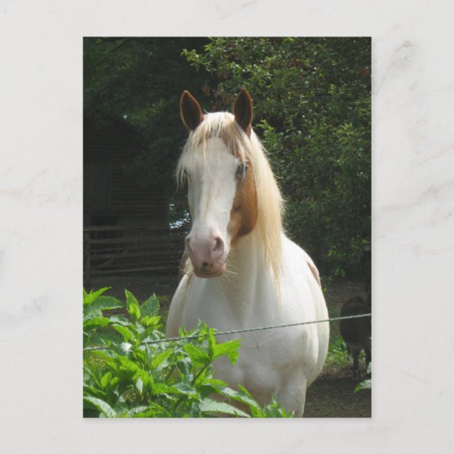 Beedahbe Vykort (Framsida)