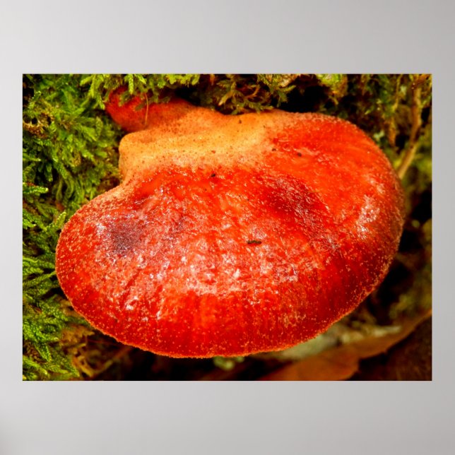 Beefsteak Fungus Poster (Framsidan)