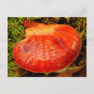 Beefsteak Fungus vycard Vykort