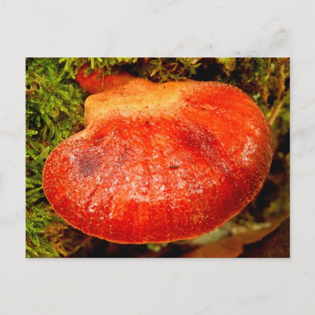 Beefsteak Fungus vycard Vykort (Framsida)